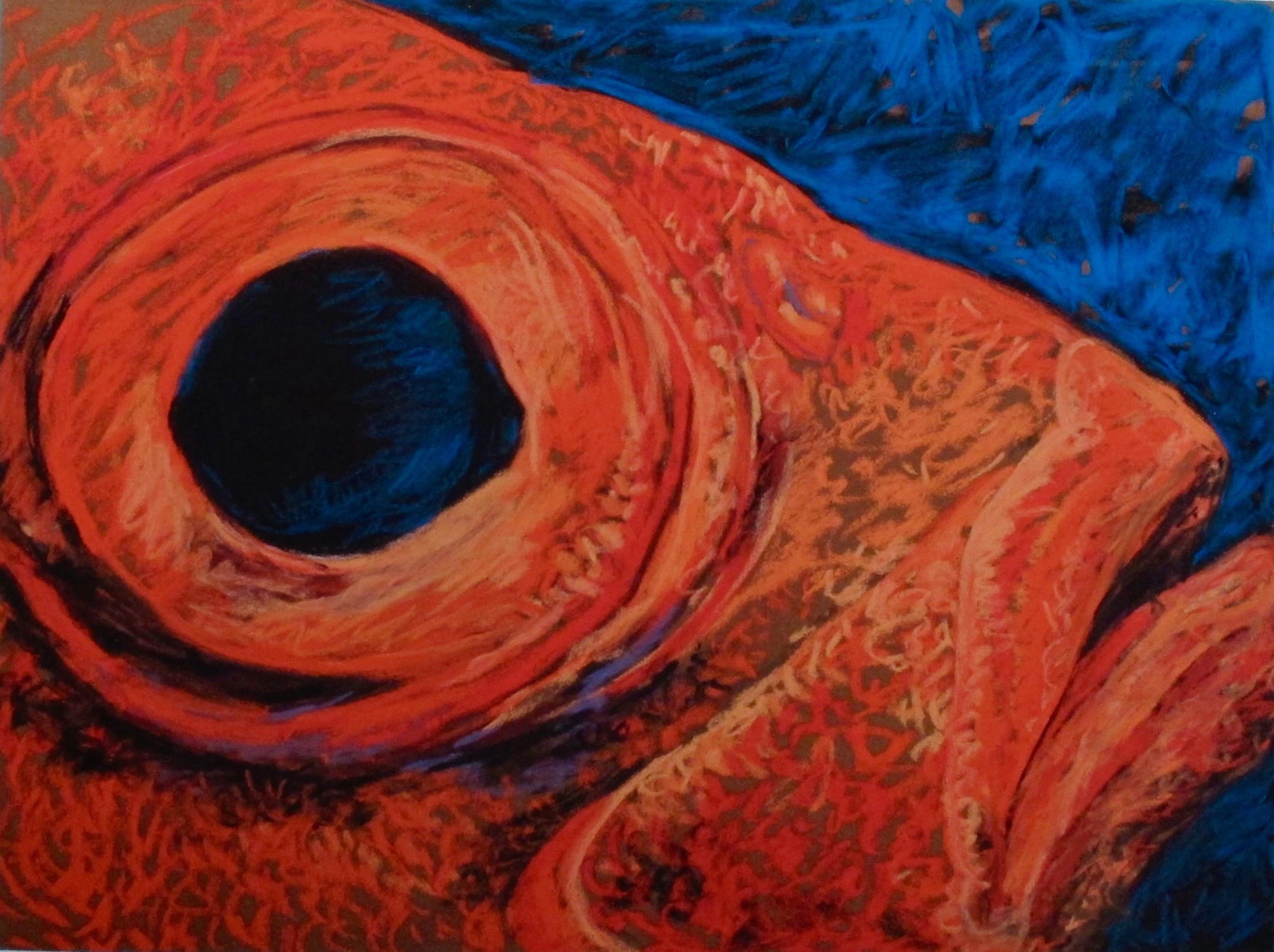 Fish Eye, 2010, 30x40cm